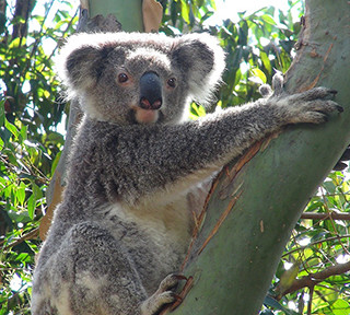 Koala in the Garden
